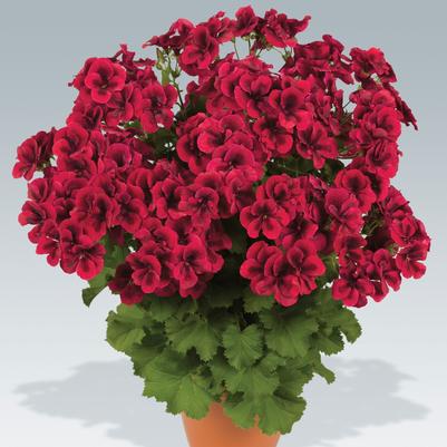 Geranium (Pelargonium) domesticum Candy Flowers Bright Red