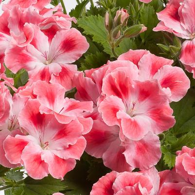 Geranium (Pelargonium) domesticum Candy Flowers Peach Cloud