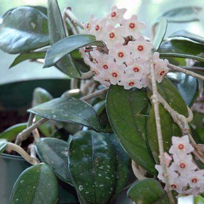 Hoya carnosa 