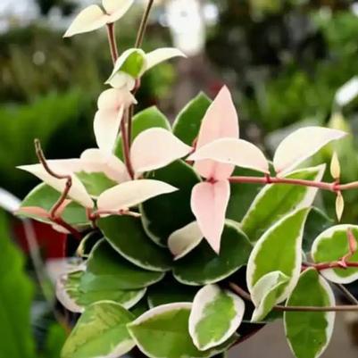 Hoya carnosa Krimson Queen