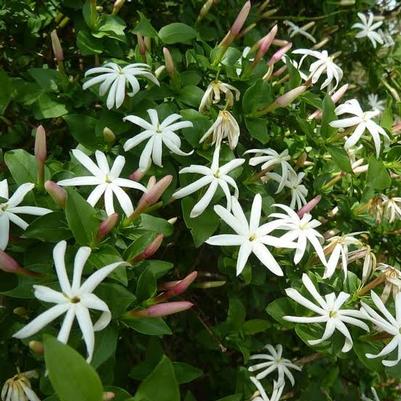 Jasminum angulare 