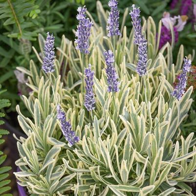 Lavandula angustifolia Platinum Blonde&trade;