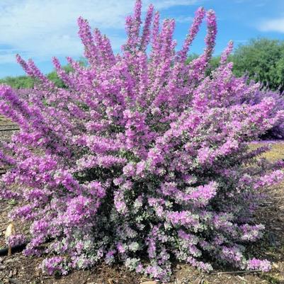Leucophyllum frutescens San Antonio Rose