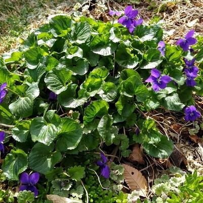 Viola odorata Royal Robe