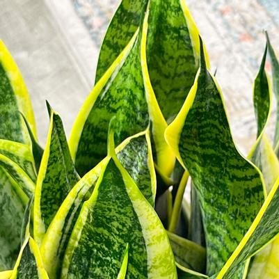 Sansevieria trifasciata Futura Superba