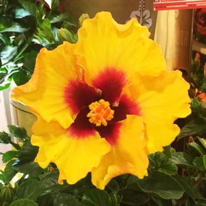 Hibiscus rosa-sinensis Hollywood Hibiscus&reg; Rico Suave&trade;