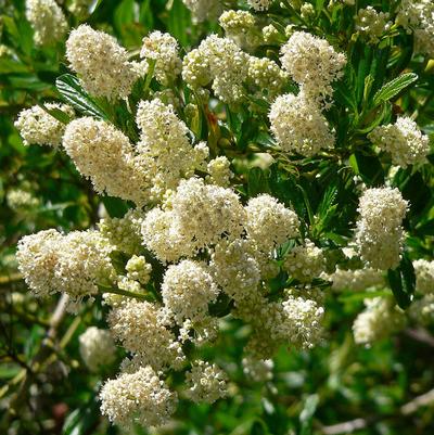 Ceanothus thyrsiflorus Snow Flurry