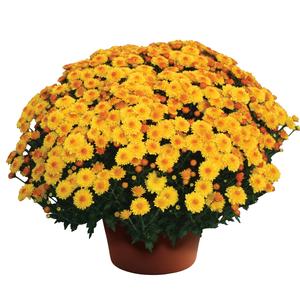 Chrysanthemum x morifolium Cheryl&trade; Golden
