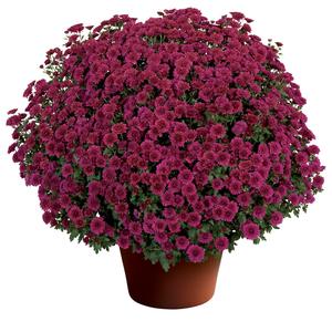 Chrysanthemum x morifolium Cheryl&trade; Regal Purple