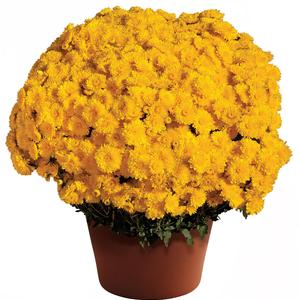 Chrysanthemum x morifolium Cheryl&trade; Sparkling Yellow