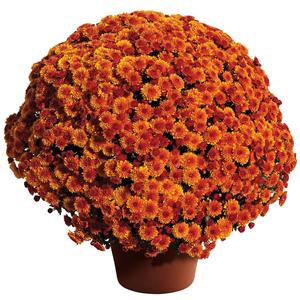 Chrysanthemum x morifolium Cheryl&trade; Spicy Orange