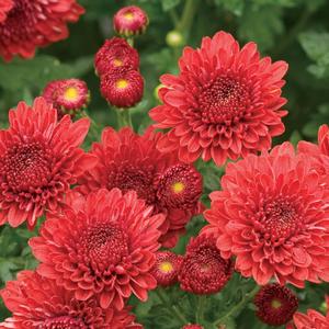 Chrysanthemum x morifolium Jolly Cheryl Red