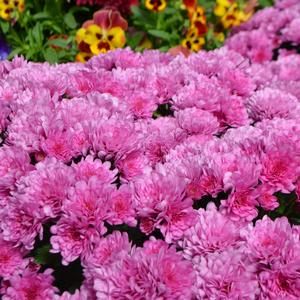 Chrysanthemum x morifolium Wanda&trade; Lavender