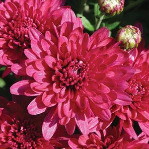 Chrysanthemum x morifolium Wanda&trade; Purple