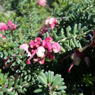 Grevillea lanigera Mount Tamboritha