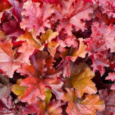 Heuchera Indian Summer Boysenberry