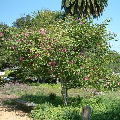 Bauhinia blakeana 