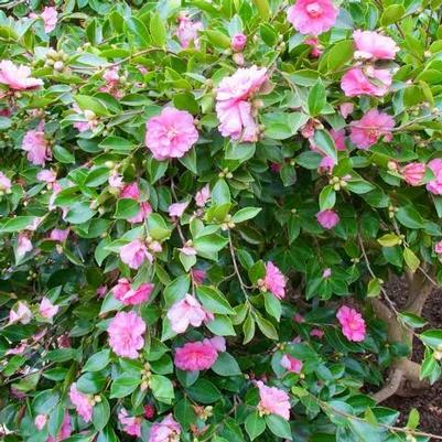 Camellia sasanqua Chansonette's Blush