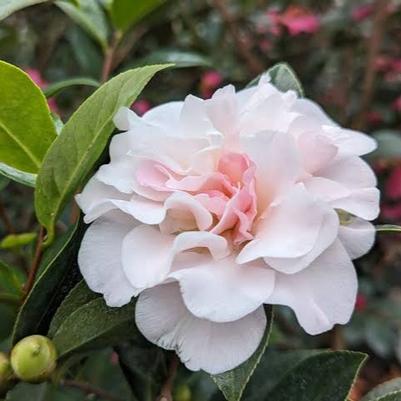 Camellia Jury's Pearl
