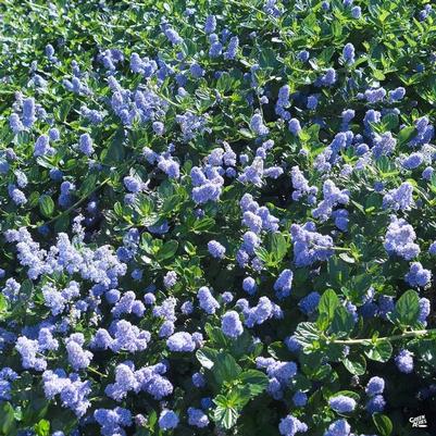 Ceanothus griseus var. horizontalis Carmel Creeper