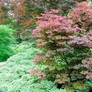 Acer palmatum Adrian's Compact