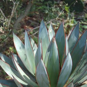 Agave Blue Glow