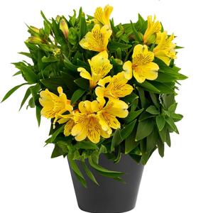 Alstroemeria Inca Rio&trade;
