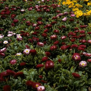 Bellis perennis 