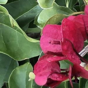 Bougainvillea La Jolla
