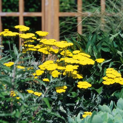 Achillea millefolium Moonshine
