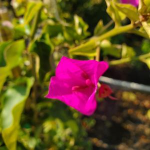 Bougainvillea San Diego Red