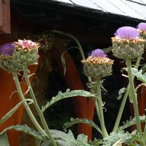 Artichoke Improved Green Globe