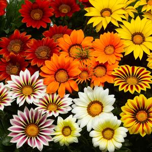 Gazania rigens Big Kiss&trade; Mix