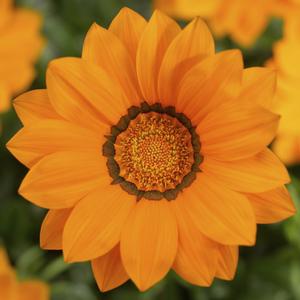 Gazania rigens Big Kiss&trade; Orange