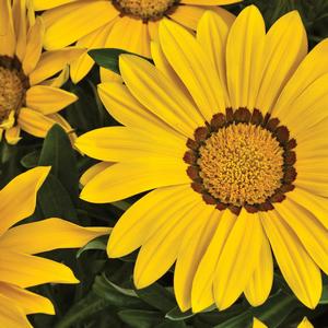 Gazania rigens Big Kiss&trade; Yellow