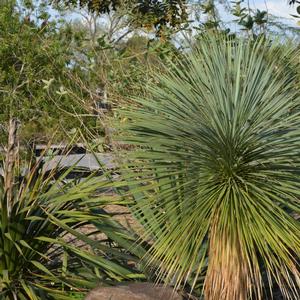 Yucca rostrata 