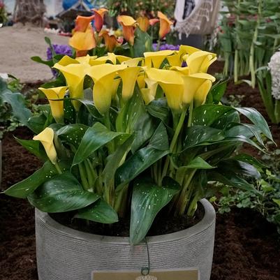 Zantedeschia sprengeri Sun Club&reg;