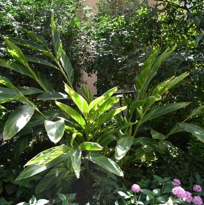 Alpinia zerumbet Variegata