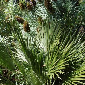 Chamaerops humilis 