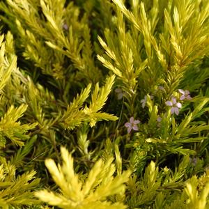 Coleonema pulchellum Sunset Gold