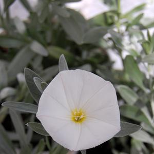 Convolvulus cneorum 