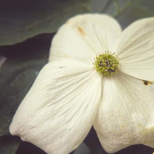 Cornus Venus