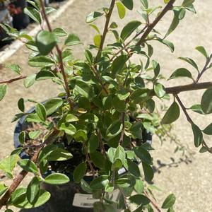 Cotoneaster dammeri Lowfast