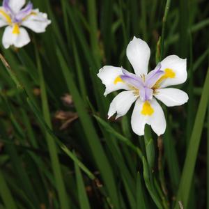 Dietes bicolor 