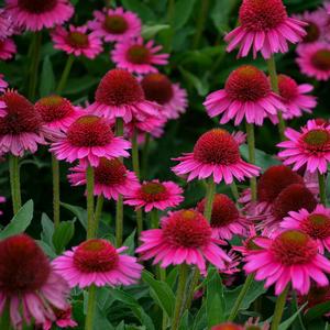 Echinacea Delicious Candy