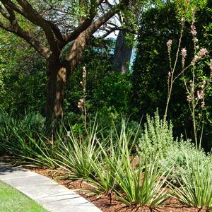 Hesperaloe parviflora Pink Parade&reg;