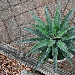 Mangave Mad about Mangave&reg; Freckles and Speckles