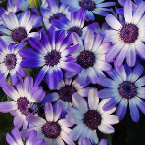 Pericallis Baby Senetti&reg; Blue Bicolor