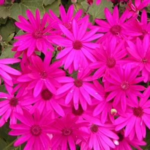 Pericallis Senetti&reg; Magenta