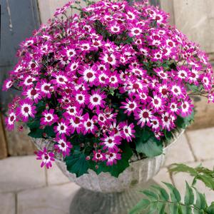 Pericallis Baby Senetti&reg; Magenta Bicolor